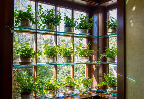 Floating shelves on home windows with plants