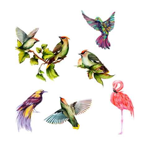 Colorful Collection of Illustrated Bird Species Template