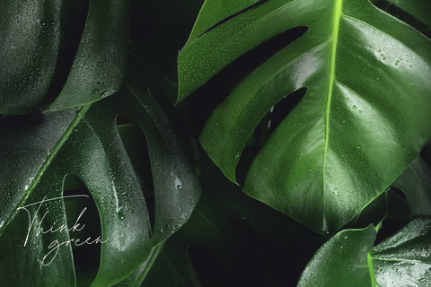 Green Leaves With Dew Drops Sign Template